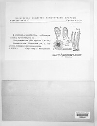 Erysiphe adunca var. adunca image